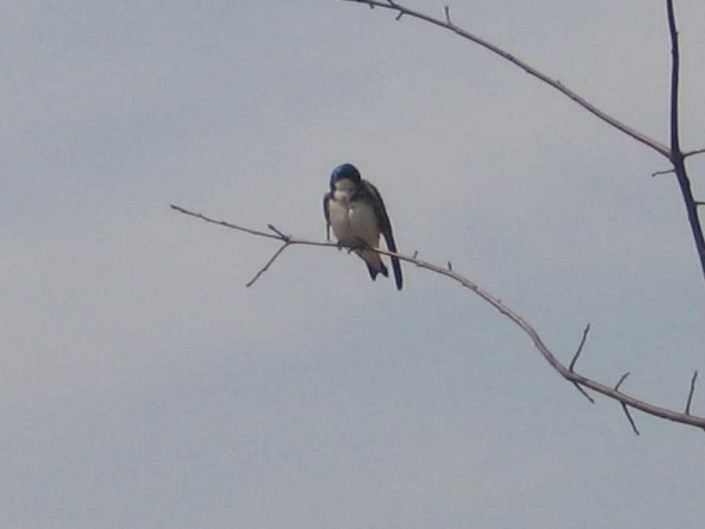 York Township Parks and Rec Winter Bird